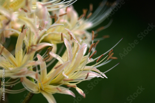 close up of white spider lily