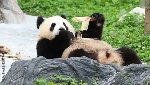 Close up Happy Fluffy Panda, Wolong Giant Panda Nature Reserve, Shenshuping, China photo