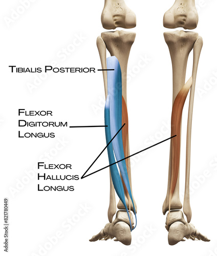 Shin of the deep front line - tibialis posterior, flexor digitorum longus , flexor hallucis longus