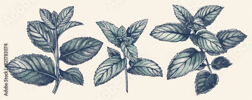 Mint leaf sketch hand drawn plants. vector simple illustratio photo
