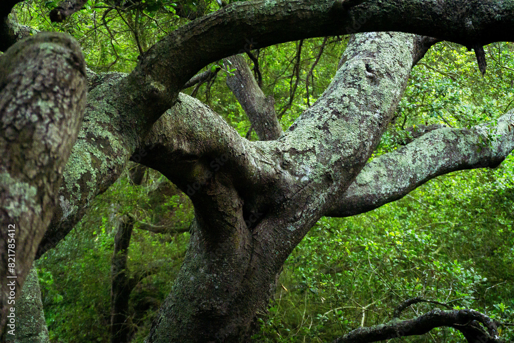 Obraz premium Sendero, bosque con árboles