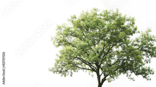 Green wide tree white background