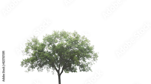 Green wide tree white background