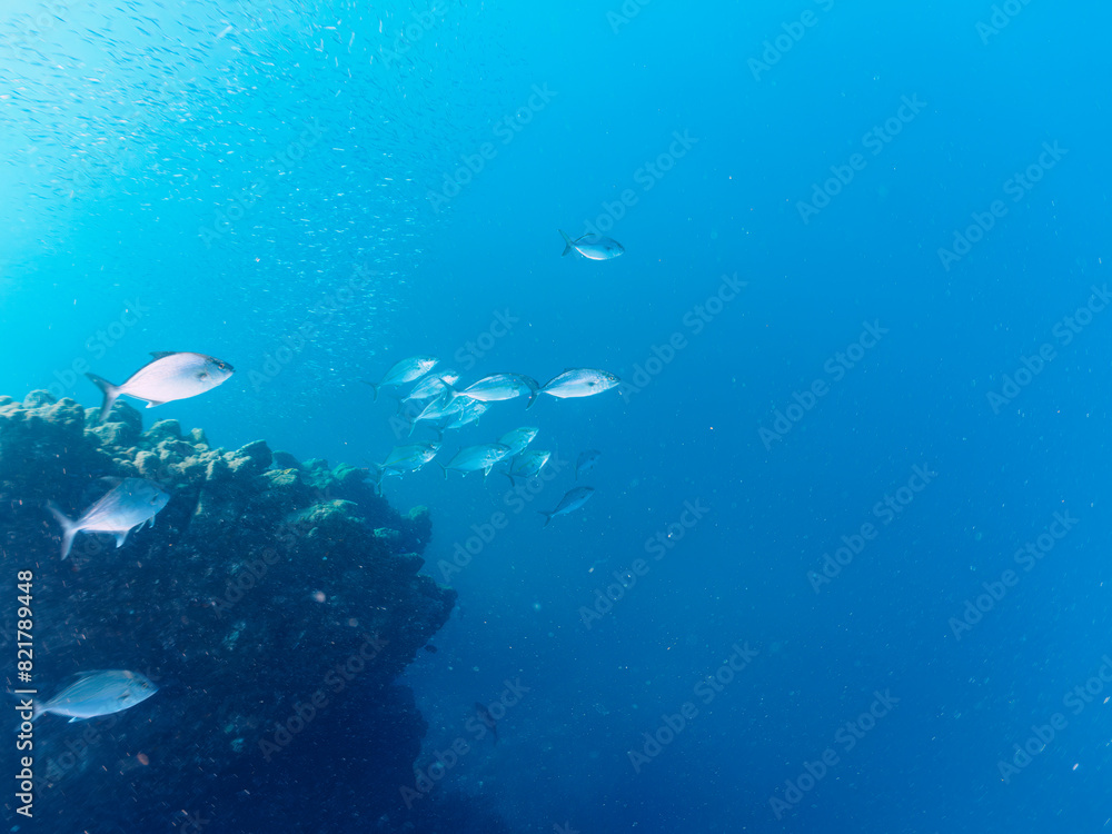 Fototapeta premium キビナゴの大群を襲う迫力あるカンパチとツムブリ(アジ科)の群れ。日本国静岡県伊豆半島賀茂郡南伊豆町中木から渡し船で渡るヒリゾ浜にて。 2022年夏水中撮影。Greater Amberjack (Seriola dumerili) and Rainbow Runner (Elagatis bipinnulata) (horse mackerel family) attacking a lar