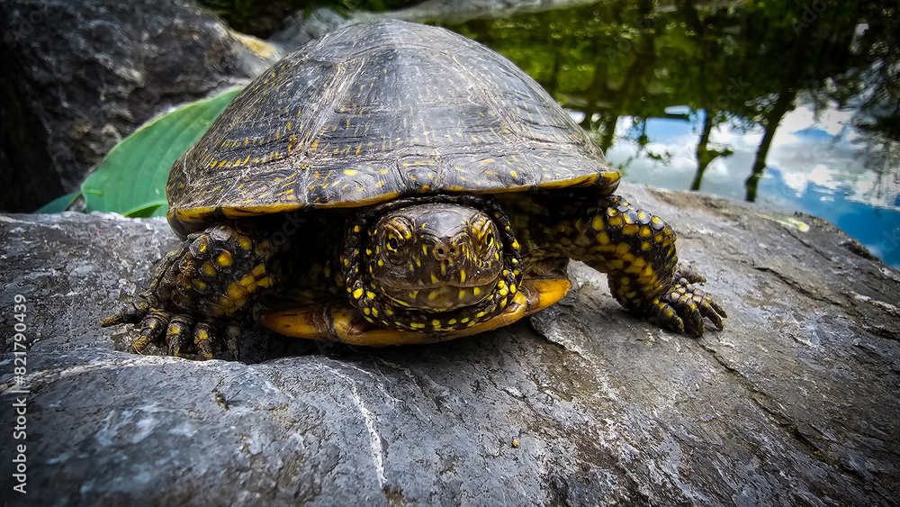 Europäische Wasserschildkröte auf einem Stein im Garten Europäische Wasserschildkröte auf einem Stein im Garten