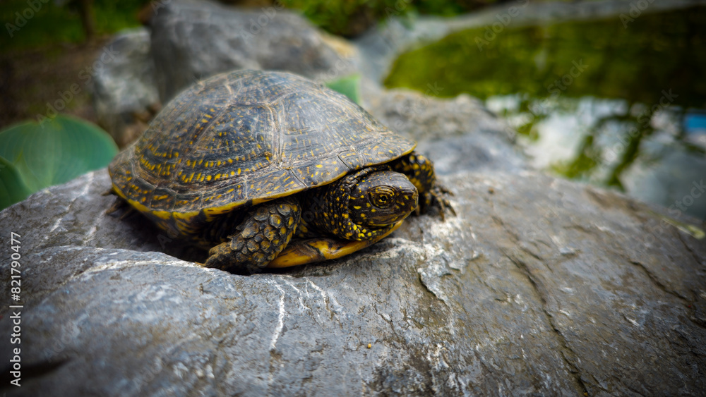 Europäische Wasserschildkröte auf einem Stein im Garten Europäische Wasserschildkröte auf einem Stein im Garten