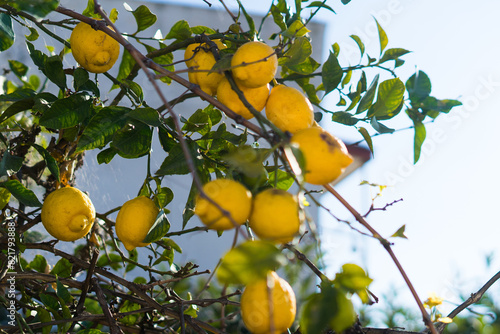 Lemon garden ready for harvest. Bunches of fresh yellow ripe lemons with green leaves.