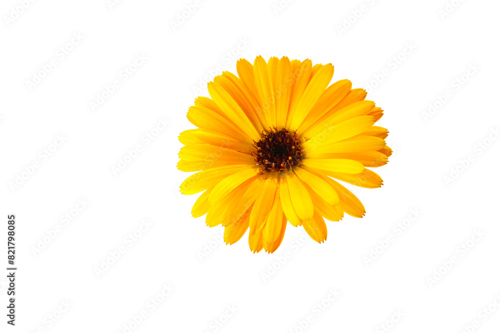 orange flowers of calendula on a white background orange flowers of calendula on a white background