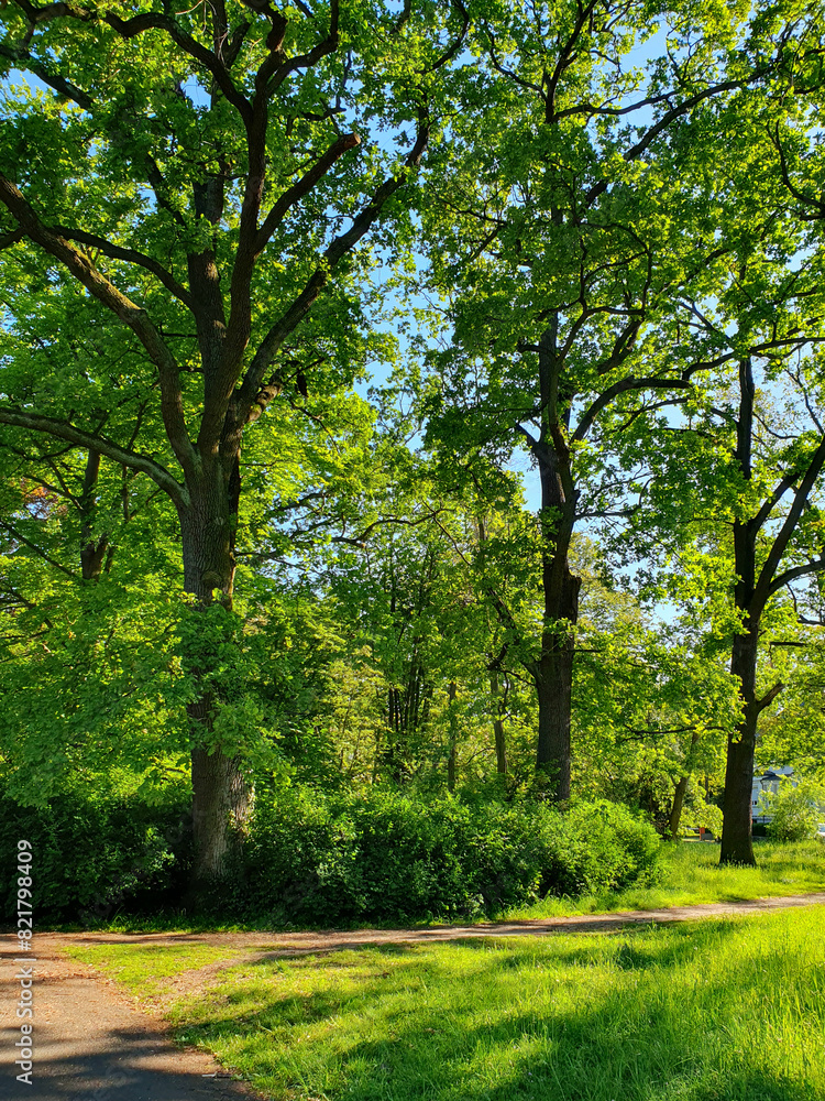 Deciduous forest, footpath leads to a bridge over a swamp, reeds, trees, grass Deciduous forest, footpath leads to a bridge over a swamp, reeds, trees, grass