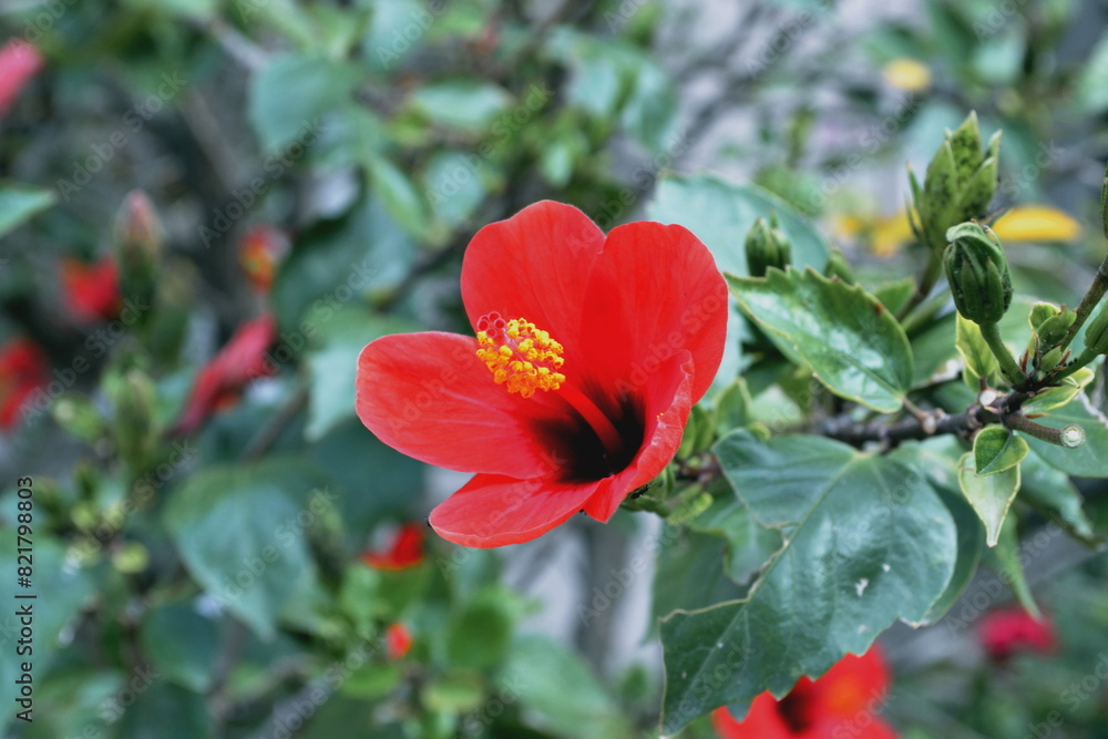 Bright red flower of hibiscus (Hibiscus rosa sinensis) on green background. Karkade native to tropical regions. Hawaiian wild red Hibiscus Plant. Hibiscus comprising several hundred species. Bright red flower of hibiscus (Hibiscus rosa sinensis) on green background. Karkade native to tropical regions. Hawaiian wild red Hibiscus Plant. Hibiscus comprising several hundred species.