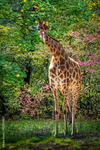 Giraffe Amidst Vibrant Greenery and Colorful Flowers