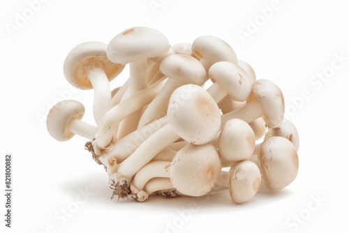 Fresh mushroom button on white background photo