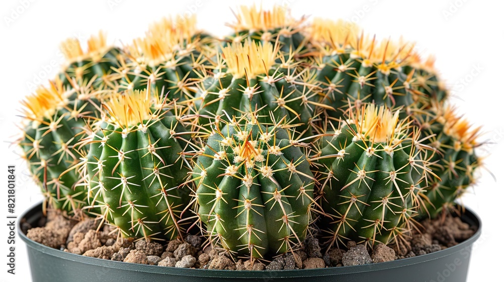 A beautiful and unique cactus photographed in the studio on a white background. A beautiful and unique cactus photographed in the studio on a white background.