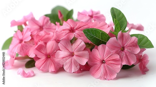 Generate an image of some pink flowers on a white background. The flowers should be in focus and have a high resolution.