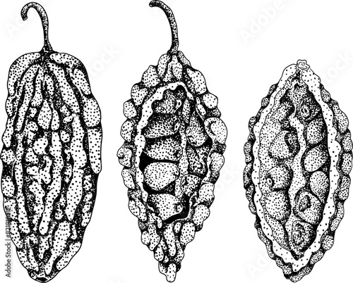 Momordica charantia , hand drawn vector engraving illustration. Alsam pear, Bitter gourd, bitter melon, Balsam apple
