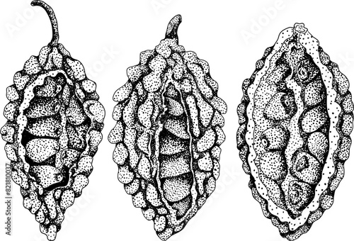 Momordica charantia , hand drawn vector engraving illustration. Alsam pear, Bitter gourd, bitter melon, Balsam apple
