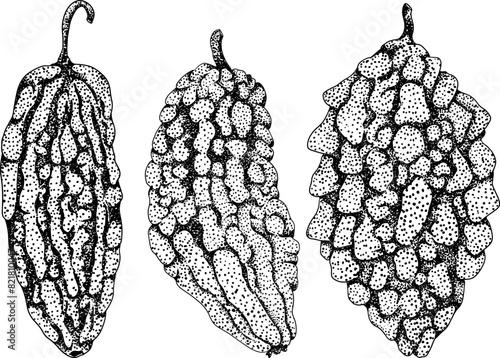 Momordica charantia , hand drawn vector engraving illustration. Alsam pear, Bitter gourd, bitter melon, Balsam apple
