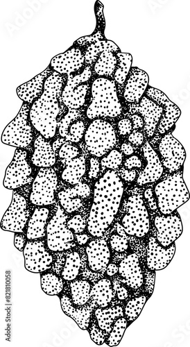 Momordica charantia , hand drawn vector engraving illustration. Alsam pear, Bitter gourd, bitter melon, Balsam apple
