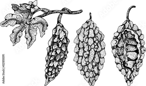 Momordica charantia , hand drawn vector engraving illustration. Alsam pear, Bitter gourd, bitter melon, Balsam apple
