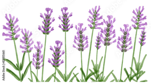 lavender flowers background