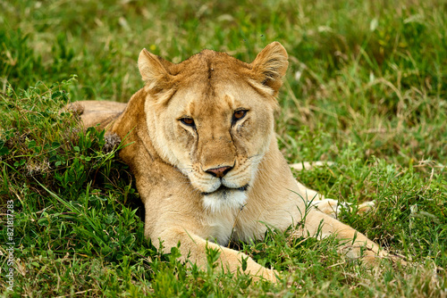 Lioness lying on a green fresh grass