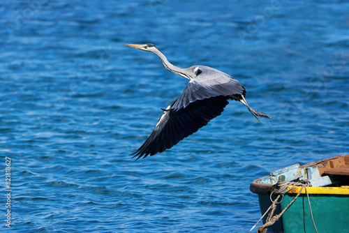 Graureiher (Ardea cinerea) fliegt über blaues Wasser, vorbei an einem alten vertäuten Boot - Arrecife, Lanzarote