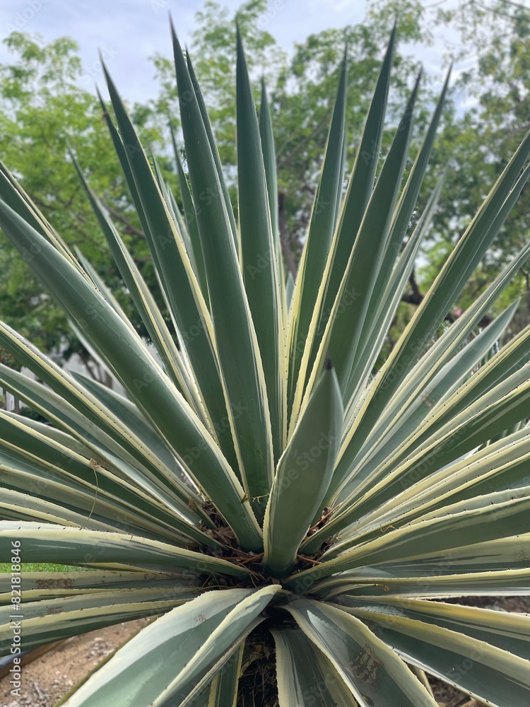 Fototapeta premium Agave plant white and green