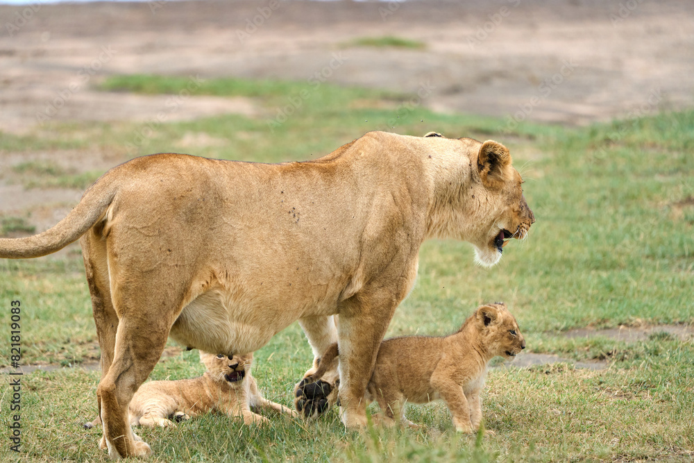 Fototapeta premium A lioness with cubs in the savanna