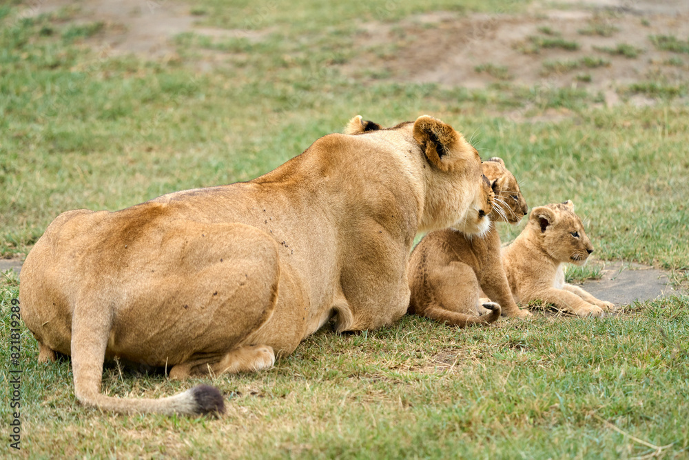Lioness resting with two cubs lying on the grass Lioness resting with two cubs lying on the grass