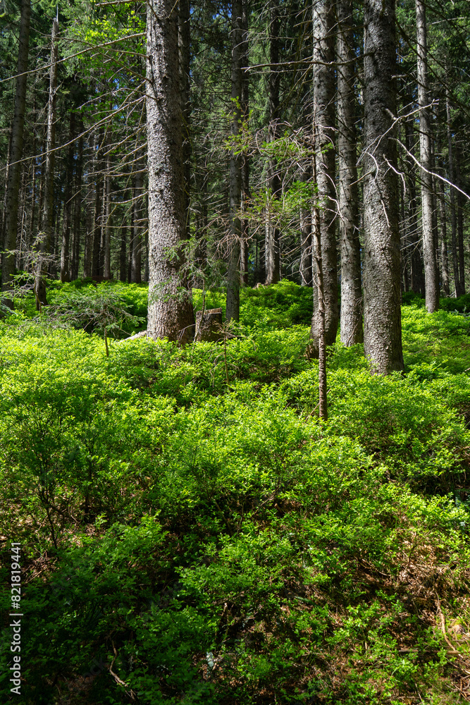 Fototapeta premium blueberry bushes in the woods with light and shadow in spring