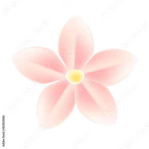 Realistic cherry blossom illustration on white background