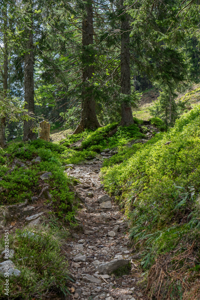 Fototapeta premium path in the forest lined by blueberry bushes in spring