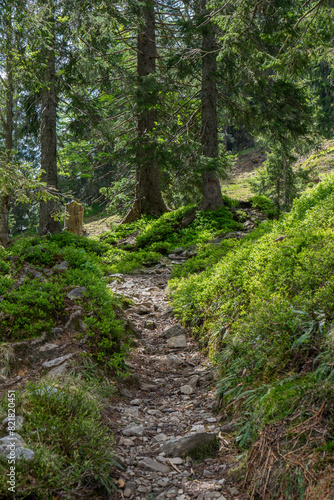 path in the forest lined by blueberry bushes in spring