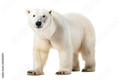 Polar white bear isolated on cut out PNG or transparent background. Realistic animal clipart template pattern. Polar bears are distributed only in northern hemisphere or Arctic there are snow. 