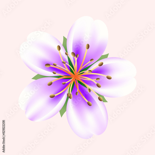realistic cherry blossom illustration on white background