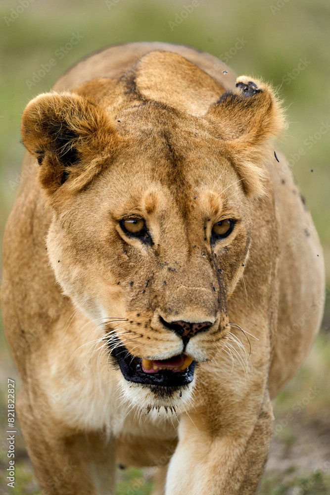 Fototapeta premium Lioness walking in alert in the savanna