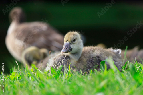 Portrait of gosling lying in grass photo