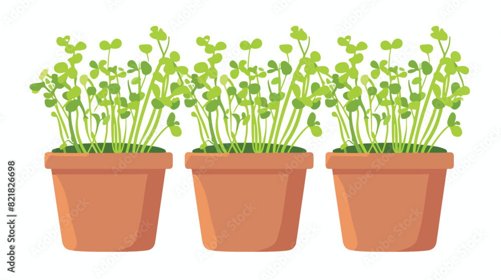 Onion microgreen seedlings in pot. Fresh micro greens