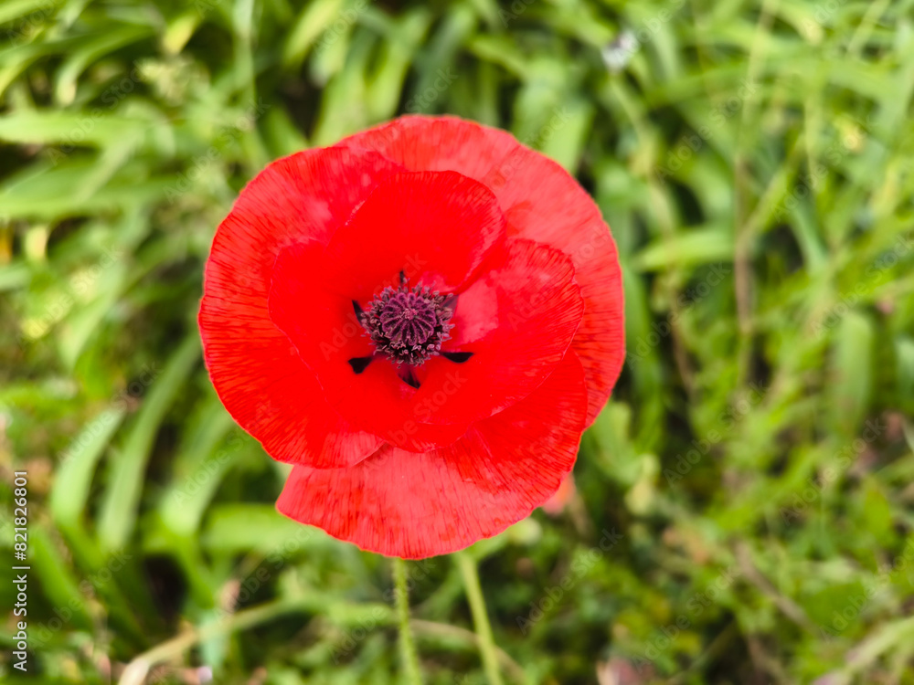 Botão aberto de flor de papoula vermelha num campo rural Botão aberto de flor de papoula vermelha num campo rural