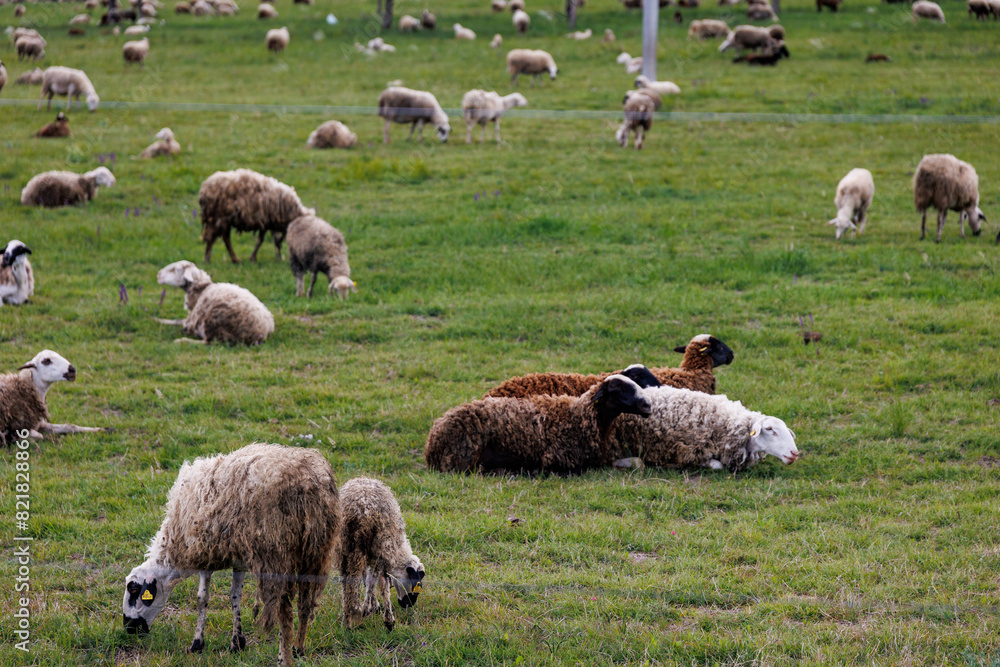 Obraz premium flock of sheep resting on green grass in Georgia