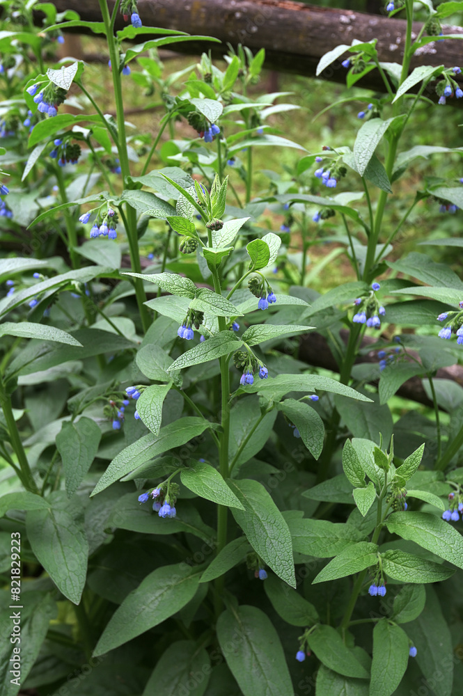 Symphytum caucasicum comfrey flowers in park Symphytum caucasicum comfrey flowers in park
