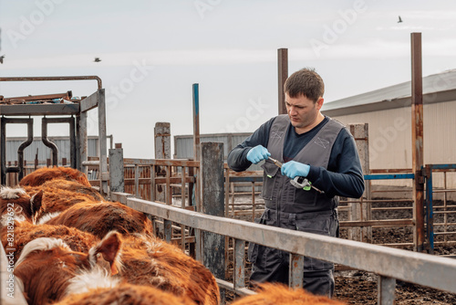 Veterinarian with syringe standing next to cows at farm photo