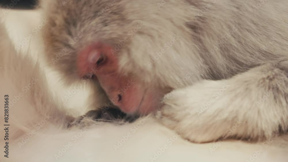 Close Up Shot Of Snow Monkey Or Japanese Macaque Close Up Shot Of Snow Monkey Or Japanese Macaque