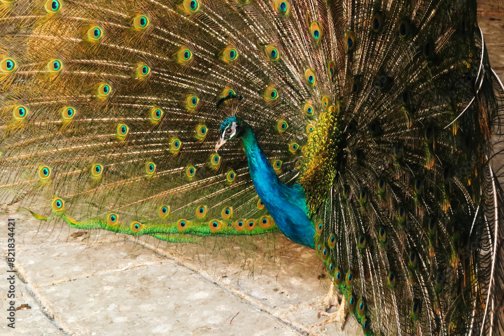 Obraz premium Profile, side view of a peacock of intense blue color spreading its tail feathers, displaying its colorful plumage at the Bachkovo Monastery, close to Plovdiv, Bulgaria