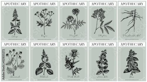 Apothecary labels set. Healing plants and medicinal herbs sketches. Art nouveua, adt deco, retro style. Vintage frame design templates. NOT AI generated