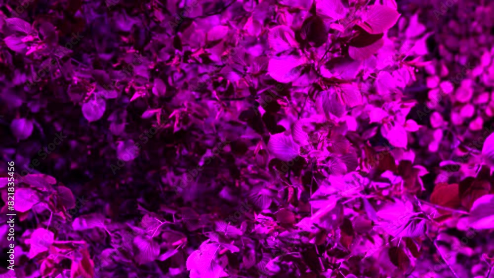 Tree leaves shimmering with bright colors at the festival of lights Lodz, Poland Tree leaves shimmering with bright colors at the festival of lights Lodz, Poland