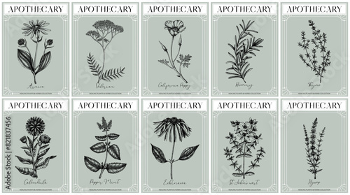 Apothecary labels set. Healing plants and medicinal herbs sketches. Art nouveua, adt deco, vintage, retro style. Frame design templates. NOT AI generated