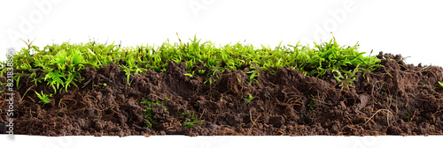 Soil Cross-Section with Moss Growth Isolated on Transparent Background
