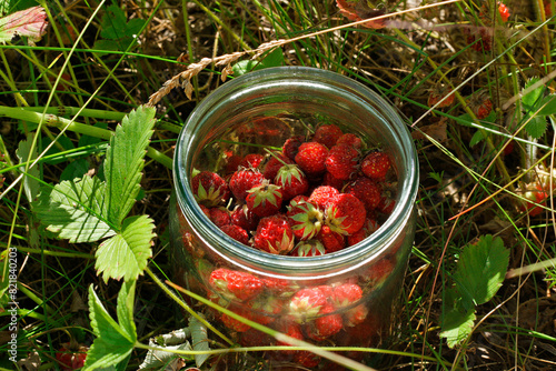 Bank with red berries. photo