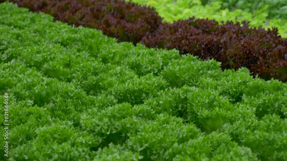Green leafy Kale and Lettuce plants in an Hydroponic growing setting Green leafy Kale and Lettuce plants in an Hydroponic growing setting